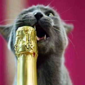 chat-champagne