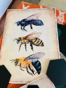 Planche anatomique abeille pour le thème Printemps de la vitrine de la pharmacie